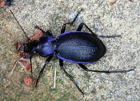 Violetteloopkever280606